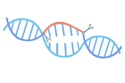 1715245361456094.png 千库网_基因编辑技术医学研究_元素编号13490827_看图王.png