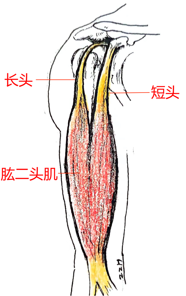 1732603606335519.png 图片2.png