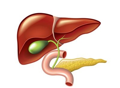 千库网_人的肝脏，胆囊，胰腺解剖矢量_元素编号13417850_看图王.jpg