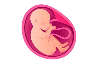 1746002494537585.jpg 千库网_Embryo开发隔离图标。 怀孕、胎儿发育. _元素编号13435045_看图王.jpg